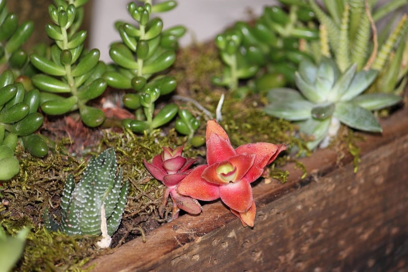 Enchanted Centerpieces