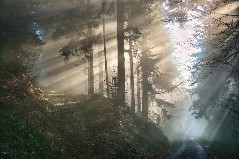 Mystical Clearings