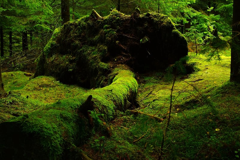 Mossy Table Centerpiece