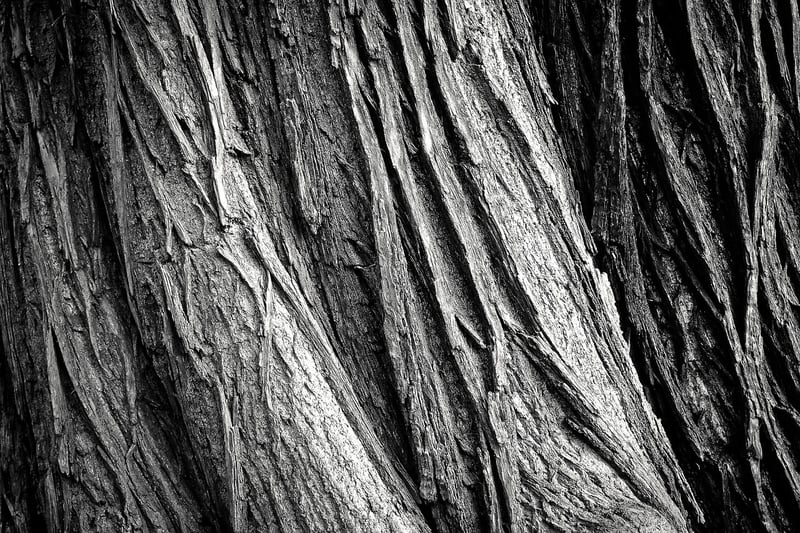 Tree Bark Details
